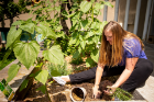 Graduate nutrition student pulls back soil before transplanting a rosemary plant.