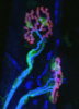 Confocal image of mature neuromuscular junctions. Acetylcholine receptors are red, Schwann cells are green, nerves are blue.