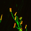 Confocal image of developing neuromuscular junctions. Acetylcholine receptors are red and nerves are green.