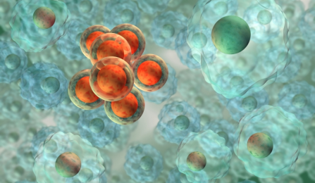 Transformed eukaryotic cells. 