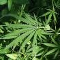 Marijuana By United States Fish and Wildlife Service [Public domain], via Wikimedia Commons. 