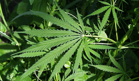 Marijuana By United States Fish and Wildlife Service [Public domain], via Wikimedia Commons. 