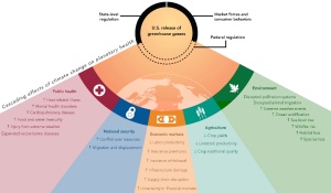 Infographic showing how U.S. greenhouse gas emissions drive cascading climate impacts across multiple sectors. A central circle labeled “U.S. release of greenhouse gasses” is linked to influencing factors including state and federal regulation and market forces. Surrounding segments illustrate impacts on public health (heat illness, mental health, cardiopulmonary disease, food and water insecurity, injuries from extreme weather, vector-borne diseases), national security (resource conflict, migration), economic markets (reduced labor productivity, rising insurance costs, infrastructure damage, supply chain disruption, financial uncertainty), agriculture (lower crop yields, livestock productivity, and crop nutritional quality), and the environment (disrupted pollination and migration, extreme weather, ocean acidification, sea-level rise, wildfire risk, habitat and species loss). 