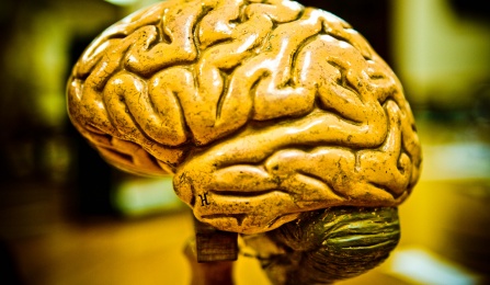 the human brain. 