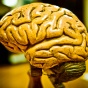the human brain. 