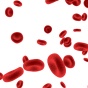 Blood cells. 