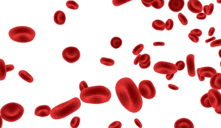 Blood cells. 
