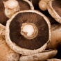 Photo of mushroom caps. 