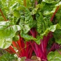 Photo of stalks of kale. 