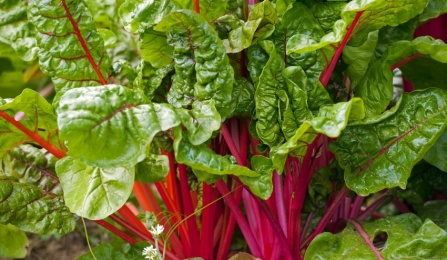 Photo of stalks of kale. 