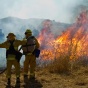 Wildland firefighters fighting grass fire. 