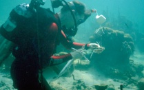 Scuba diving. 