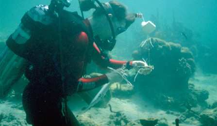 Scuba diving. 