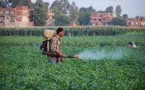 Worker spraying pesticides. 