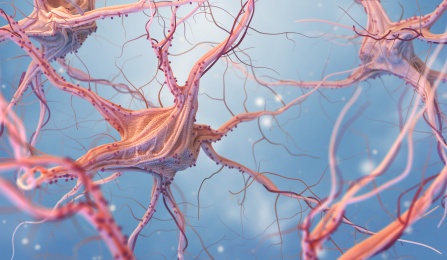neurons and nervous-system. 