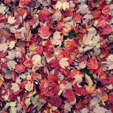 foliage. 