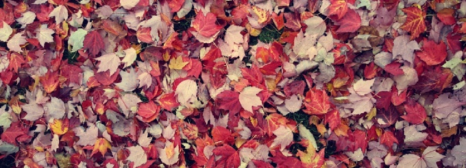 foliage. 