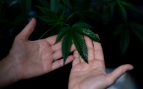 cannabis research. 