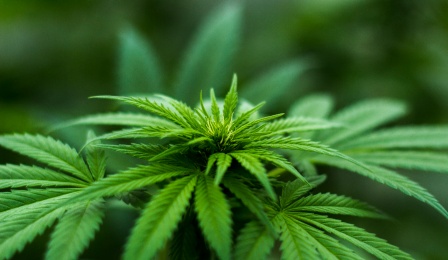 Cannabis research. 