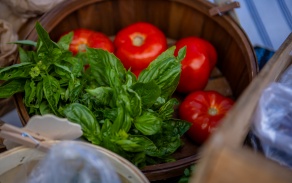 Bucket of tomatoes and basil. 