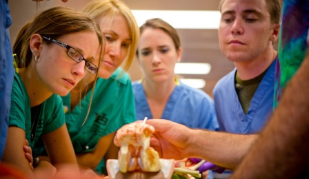 Students studying in the gross anatomy lab. 