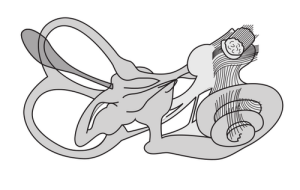 Drawing of the vestibular system. 