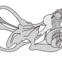 Drawing of the vestibular system. 