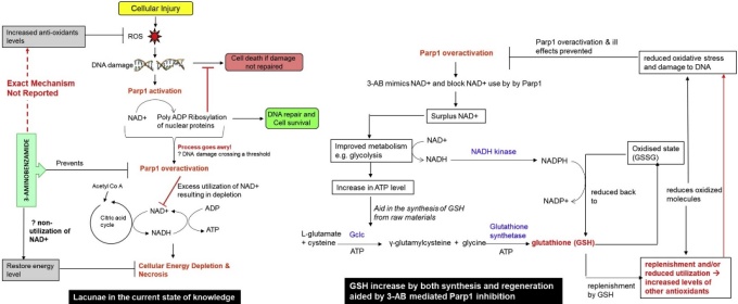 Flowchart illustrating the various stages of using chemicals to inhibit PARP1, which increases anti-oxidant levels in cells, possibly due to the increased production of GCLC and GSH enzymes. 