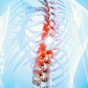 decorative image. medical illustration of human spine. 