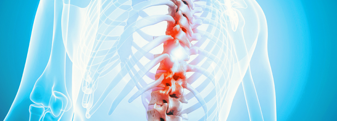 decorative image. medical illustration of human spine. 