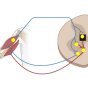 a decorative illustration of a cross section in the brain and it's connection to biscep and tricep movement. 