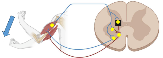 a decorative illustration of a cross section in the brain and it's connection to biscep and tricep movement. 