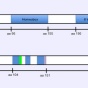 Graphical illustration of the NANOG protein sequence (A) and secondary structure motifs of the NANOG protein (B). 