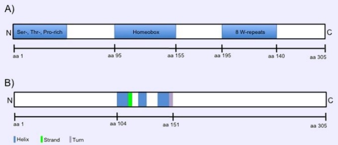 Graphical illustration of the NANOG protein sequence (A) and secondary structure motifs of the NANOG protein (B). 